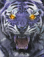 Psychedelic Art - White Tiger Purple